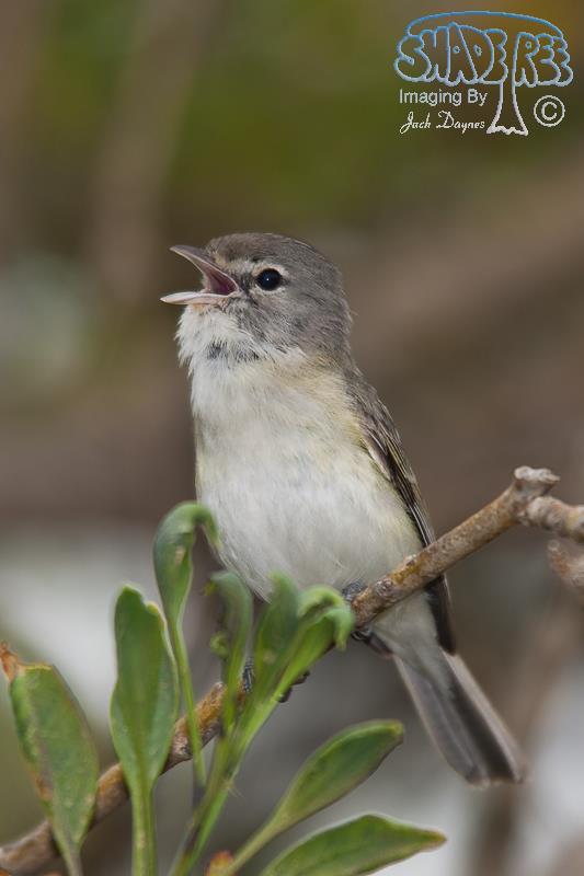 Bell's Vireo - Vireo bellii
