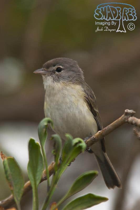 Bell's Vireo - Vireo bellii