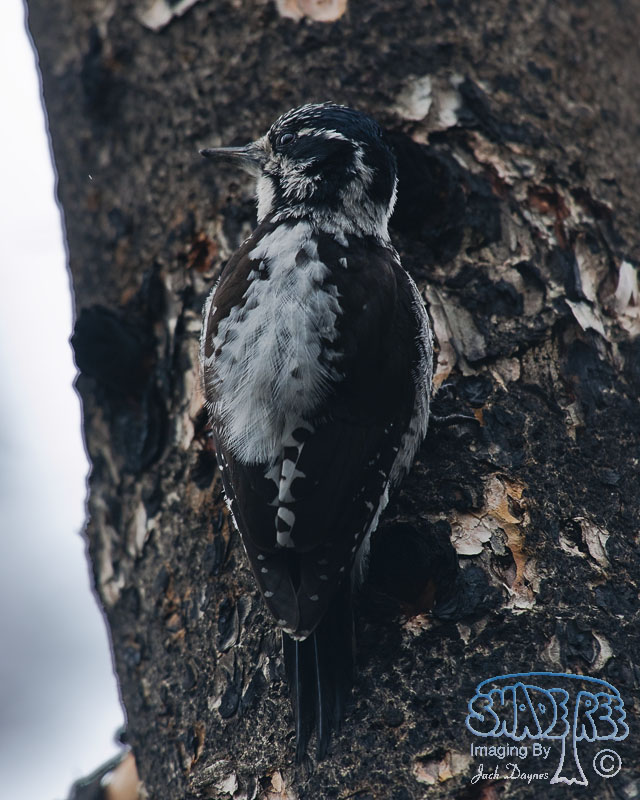 American Three-Toed Woodpecker - Picoides dorsalis