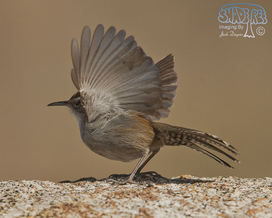 Bewick's Wren - Thryomanes bewickii