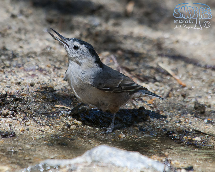 White-Breasted Nuthatch - Sitta carolinensis