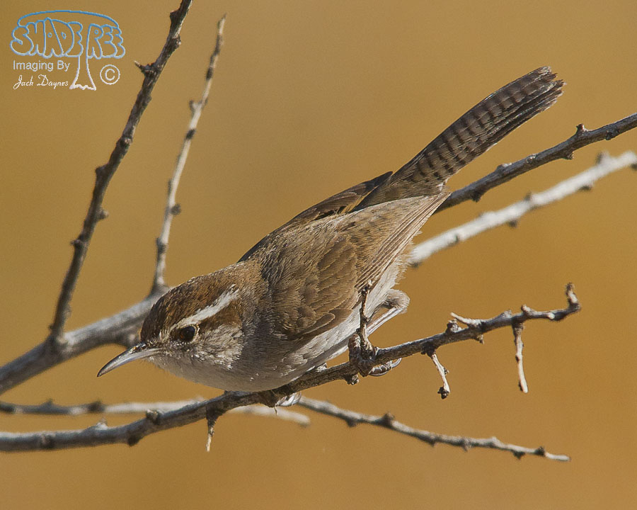 Bewick's Wren - Thryomanes bewickii