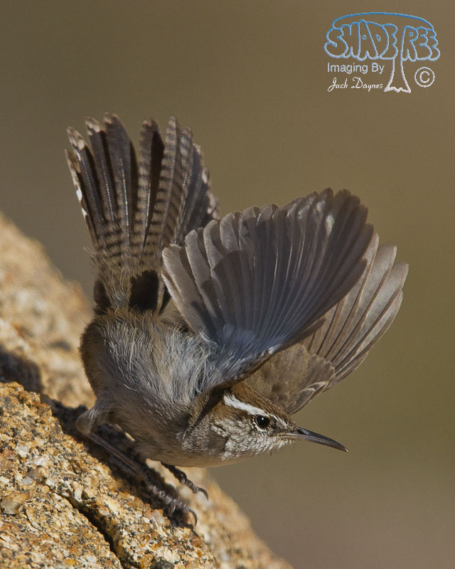 Bewick's Wren - Thryomanes bewickii