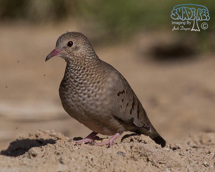 Common Ground-Dove - Columbina passerina