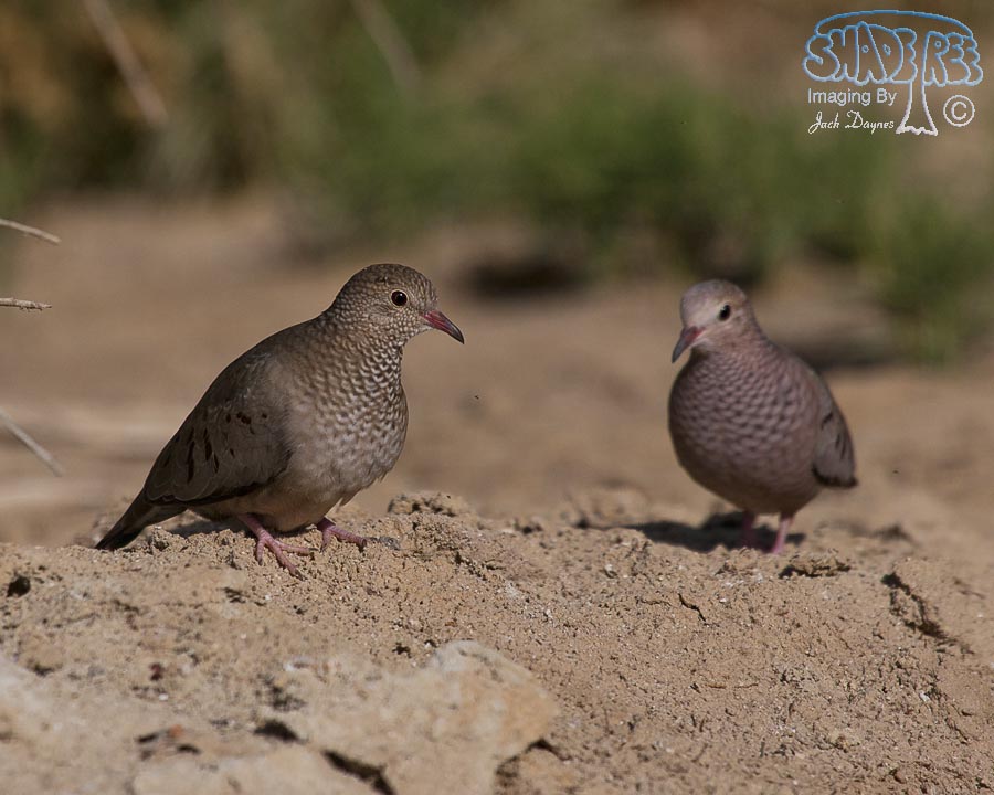 Common Ground-Dove - Columbina passerina