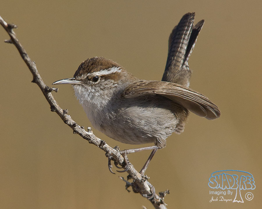 Bewick's Wren - Thryomanes bewickii