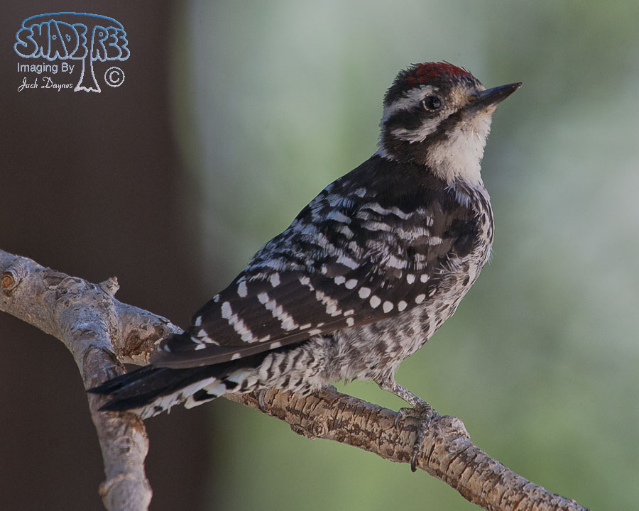 Nuttall's Woodpecker - Dryobates nuttallii