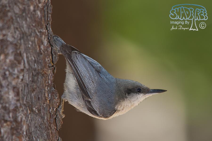 Pygmy Nuthatch - Sitta pygmaea