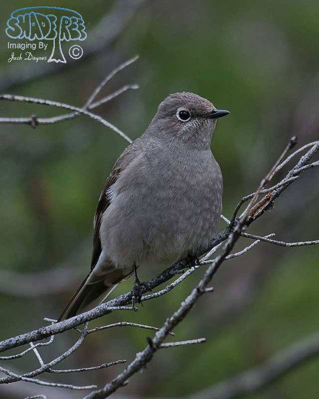 Townsend's Solitaire - Myadestes townsendi