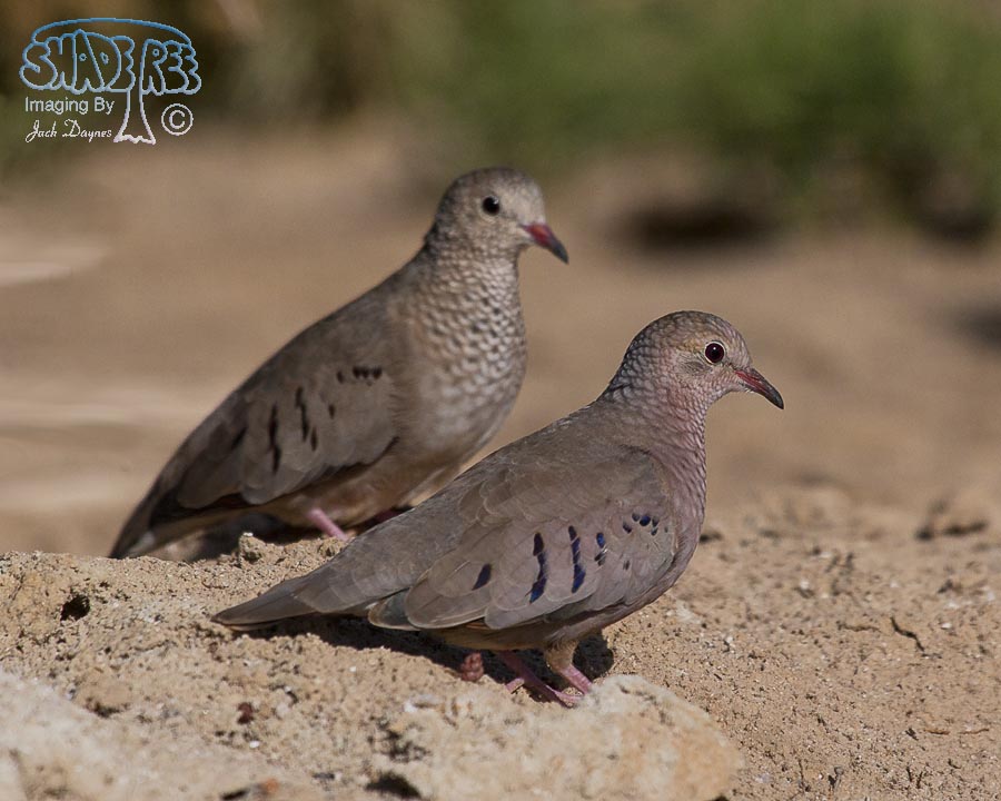 Common Ground-Dove - Columbina passerina