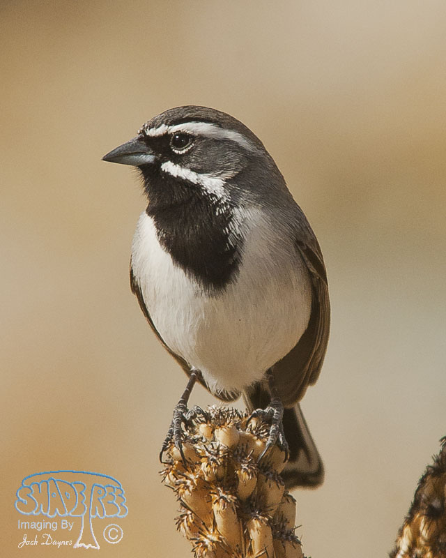 Black-Throated Sparrow - Amphispiza bilineata