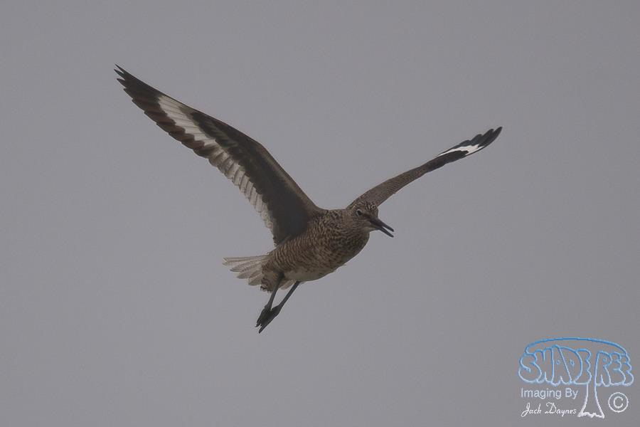Willet - Catoptrophorus semipalmatus
