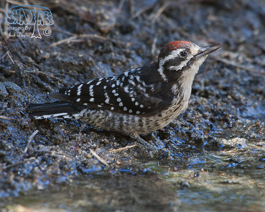 Nuttall's Woodpecker - Dryobates nuttallii