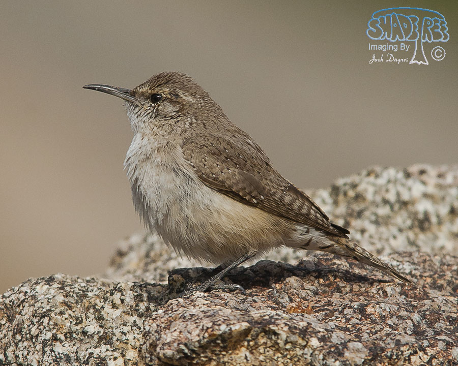 Rock Wren - Salpinctes obsoletus