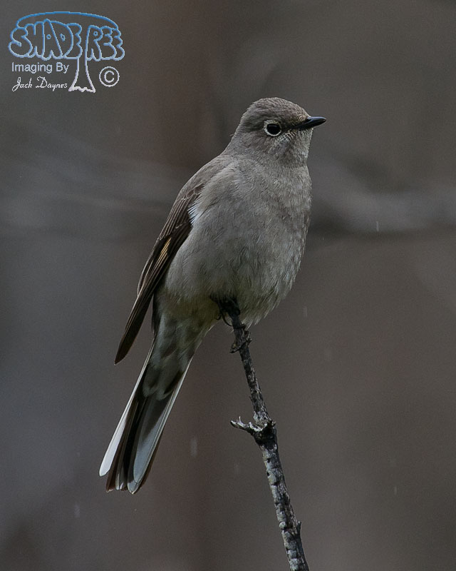 Townsend's Solitaire - Myadestes townsendi