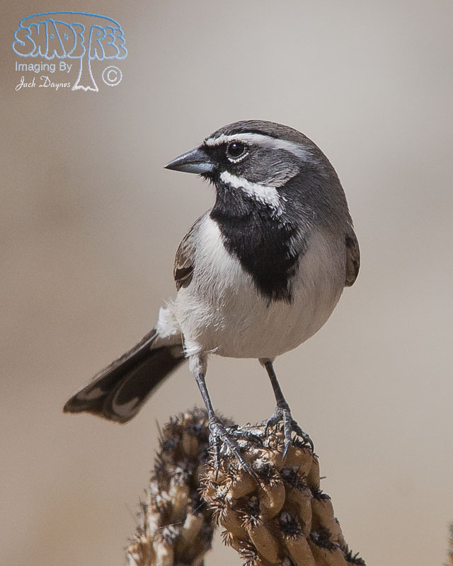 Black-Throated Sparrow - Amphispiza bilineata