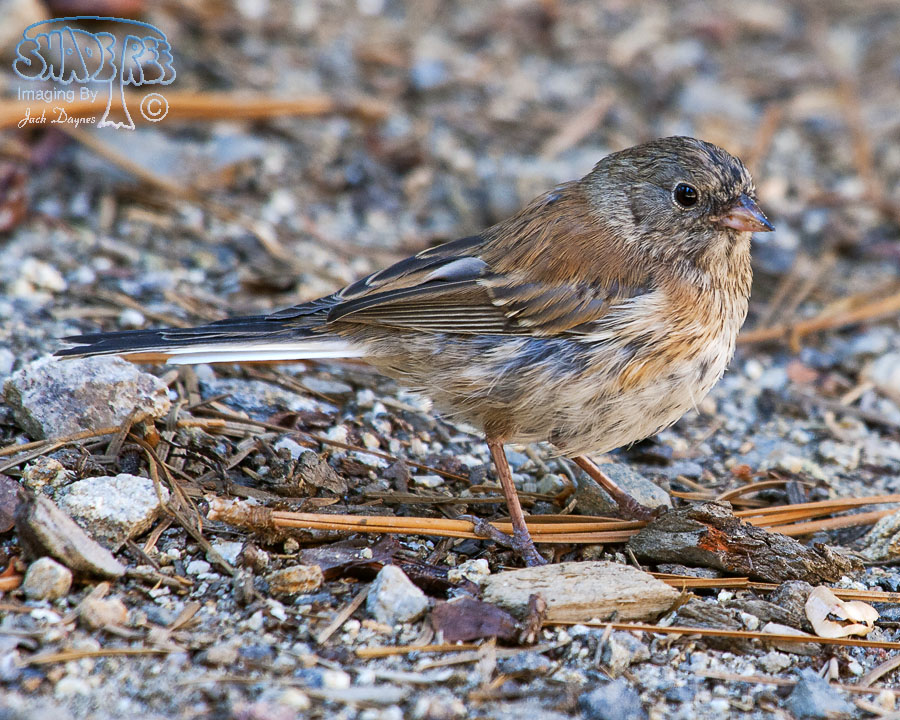 Dark-Eyed Junco - Junco hyemalis
