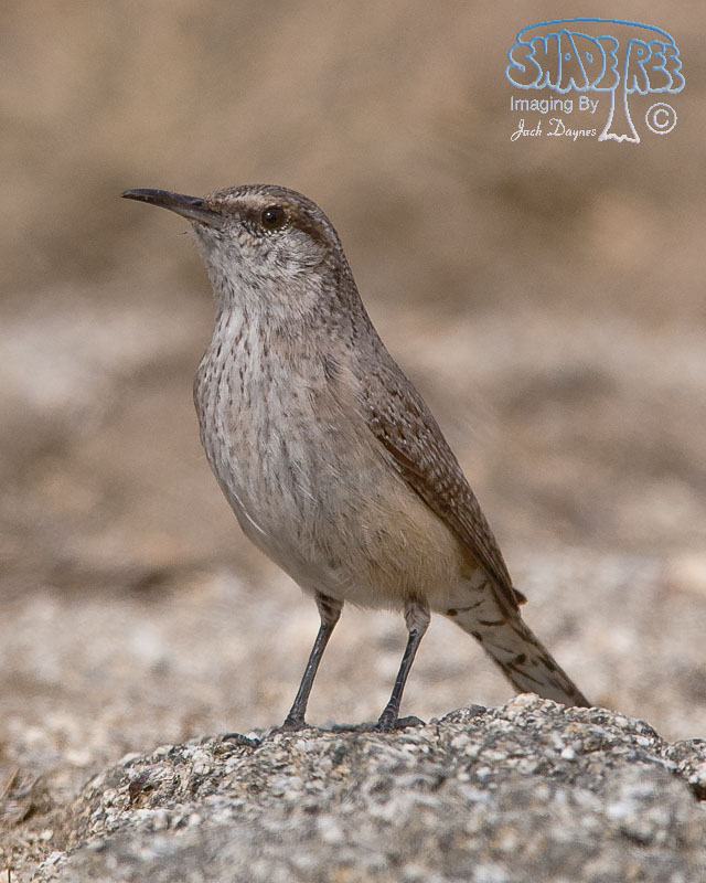 Rock Wren - Salpinctes obsoletus
