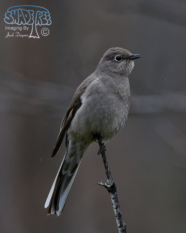 Townsend's Solitaire - Myadestes townsendi