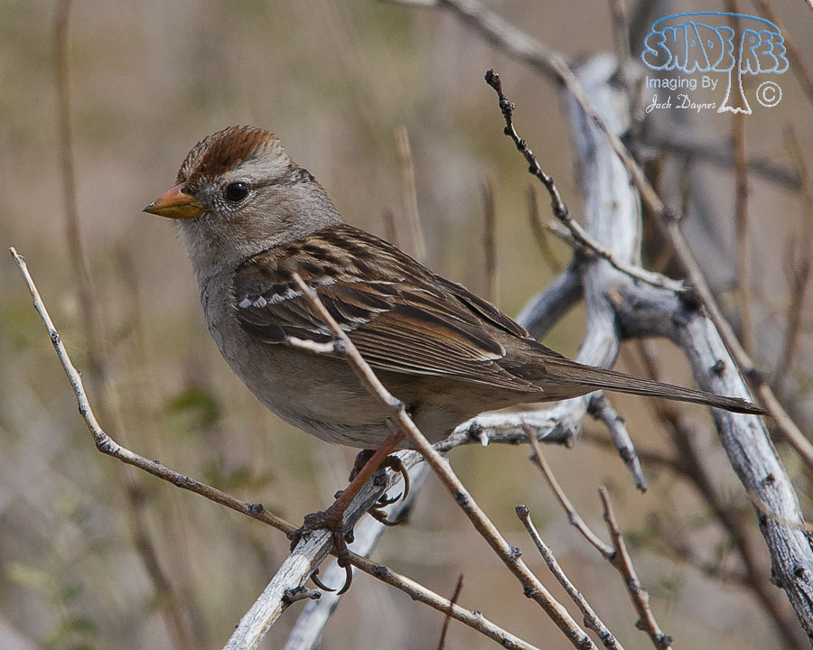 White-Crowned Sparrow - Zonotrichia leucophrys