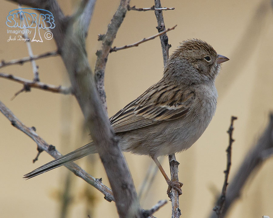 Brewer's Sparrow - Spizella breweri