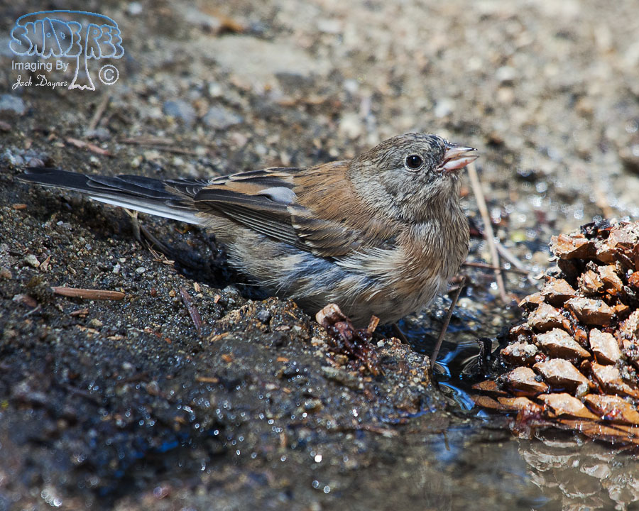 Dark-Eyed Junco - Junco hyemalis