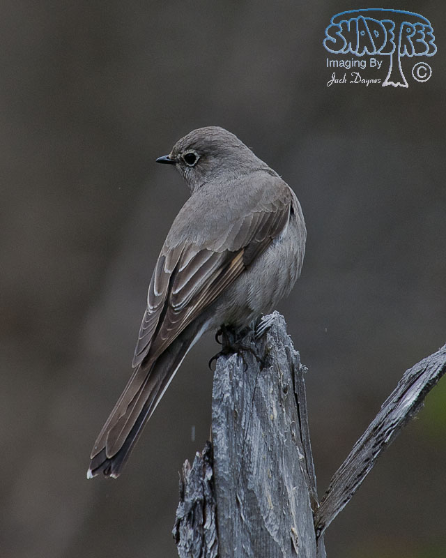 Townsend's Solitaire - Myadestes townsendi