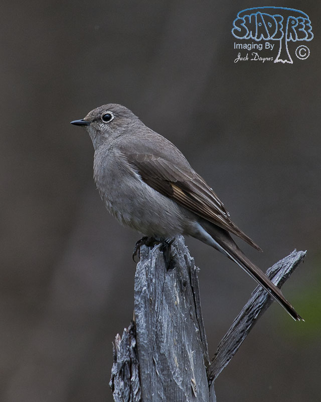Townsend's Solitaire - Myadestes townsendi