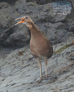 2014-03-05 Birding At Border Field