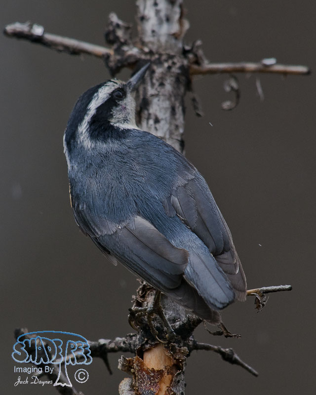 Red-Breasted Nuthatch - Sitta canadensis