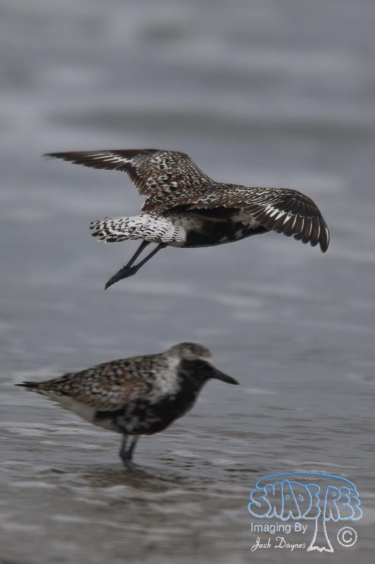 Black-Bellied Plover - Pluvialis squatarola