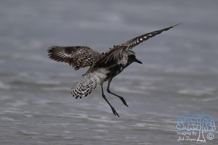 Black-Bellied Plover - Pluvialis squatarola