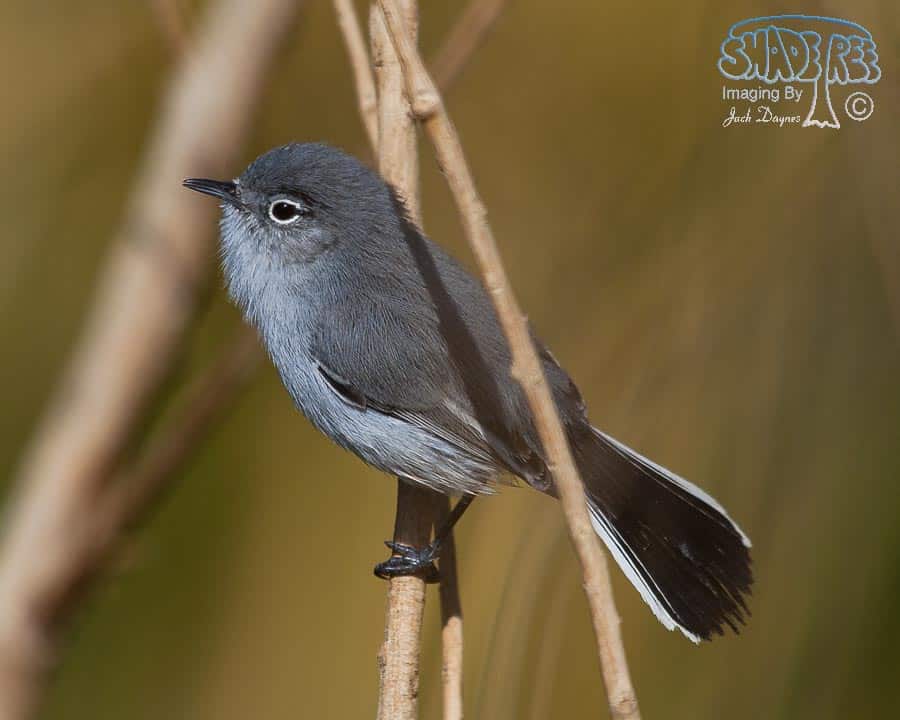 Black-Tailed Gnatcatcher - Polioptila melanura