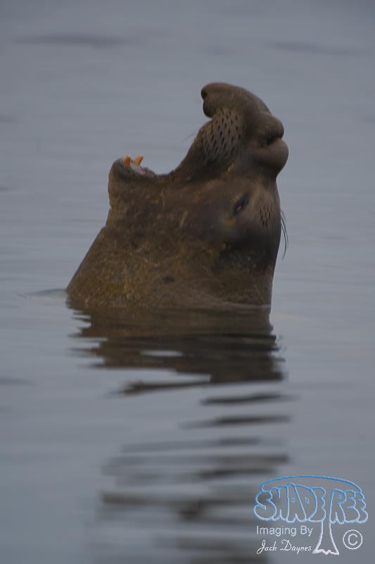 Northern Elephant Seal - Mirounga angustirostris