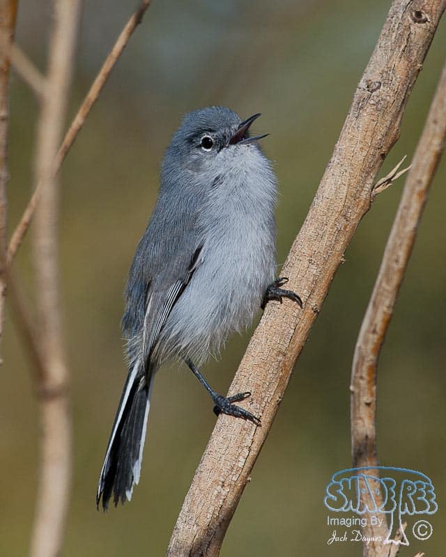 Black-Tailed Gnatcatcher - Polioptila melanura