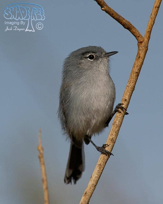 Black-Tailed Gnatcatcher - Polioptila melanura