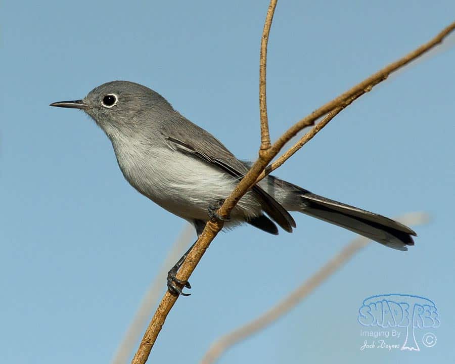 Black-Tailed Gnatcatcher - Polioptila melanura