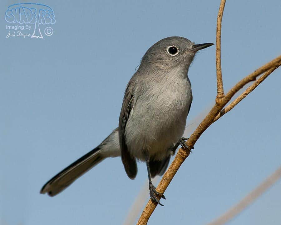 Black-Tailed Gnatcatcher - Polioptila melanura