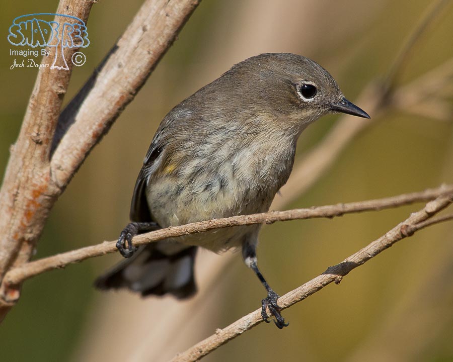 Yellow-Rumped Warbler - Setophaga coronata auduboni