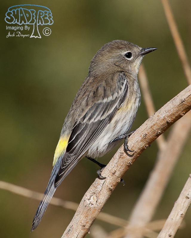 Yellow-Rumped Warbler - Setophaga coronata auduboni
