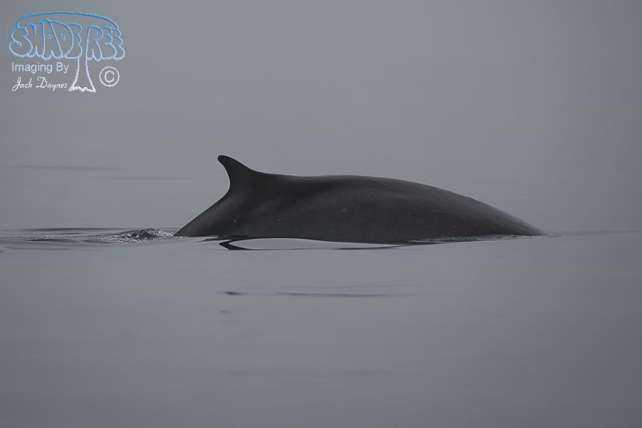 Fin Whale - Balaenoptera physalus