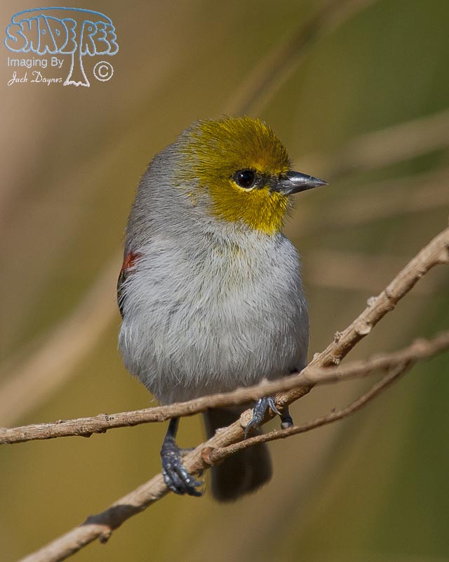 Verdin - Auriparus flaviceps