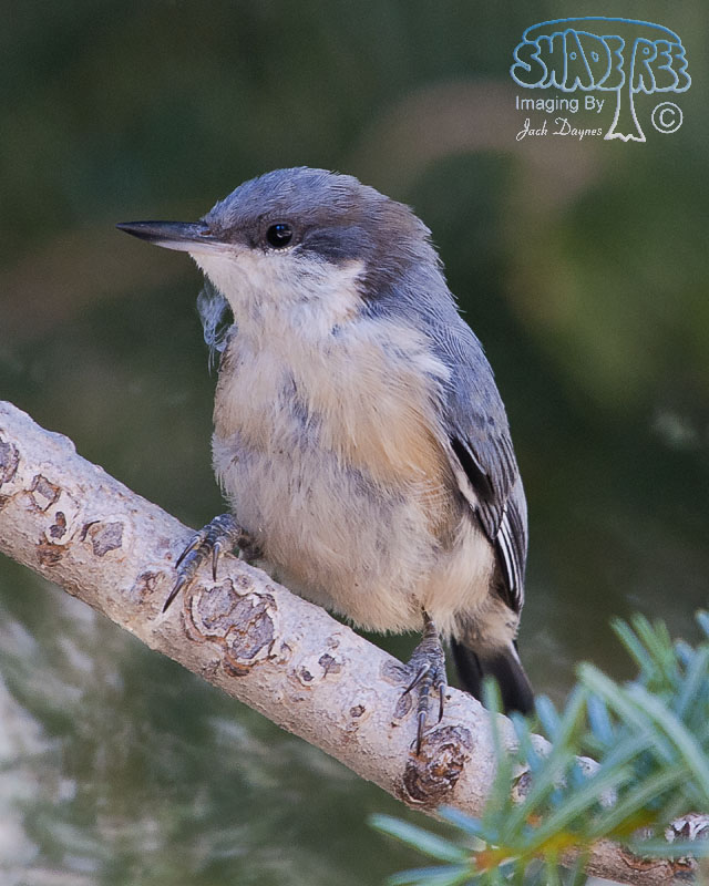Pygmy Nuthatch - Sitta pygmaea
