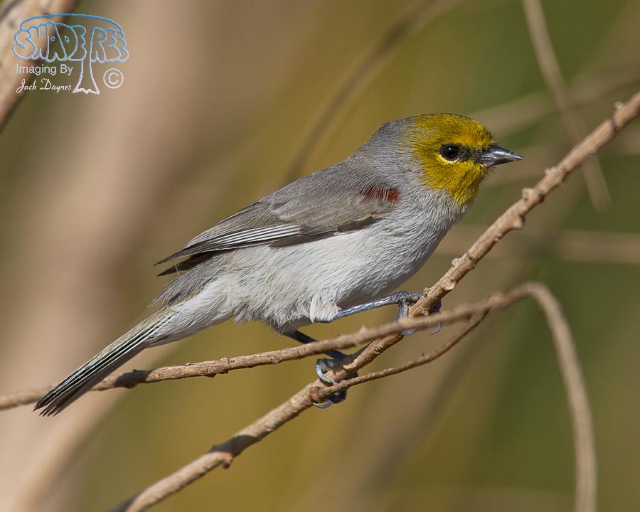 Verdin - Auriparus flaviceps