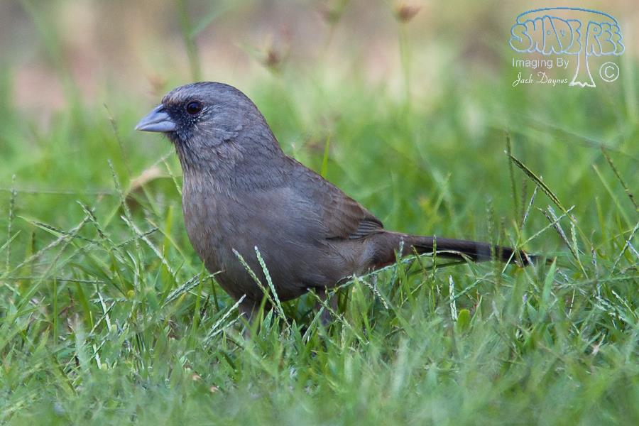 Abert's Towhee - Melozone aberti
