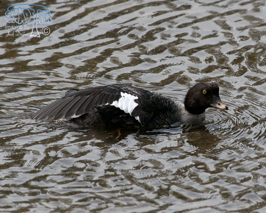 Common Goldeneye - Bucephala clangula