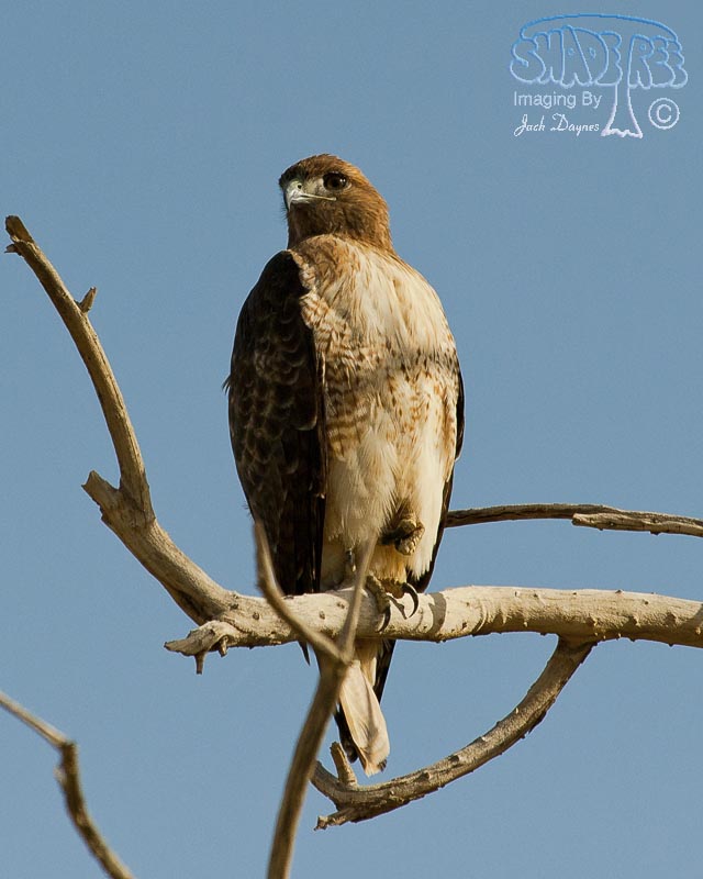 Red-Tailed Hawk - Buteo jamaicensis