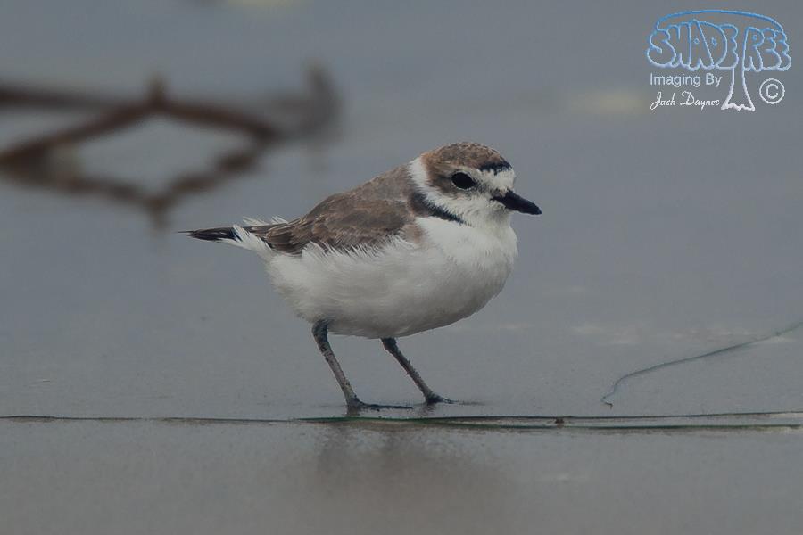 Snowy Plover - Charadrius alexandrinus