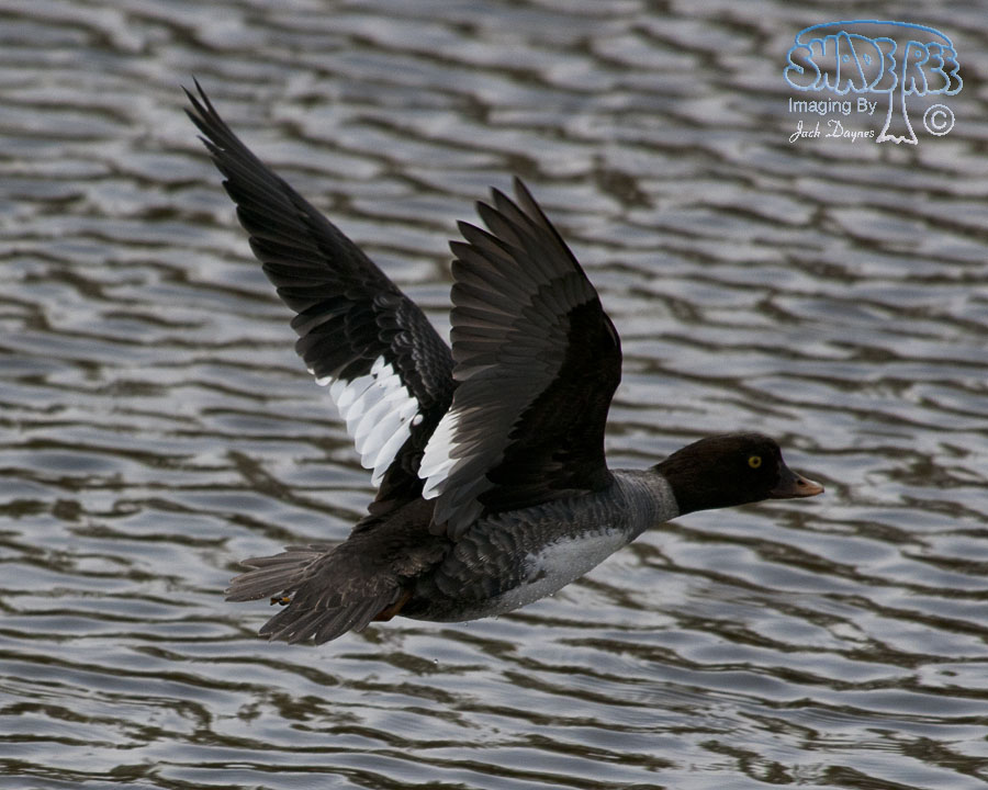 Common Goldeneye - Bucephala clangula