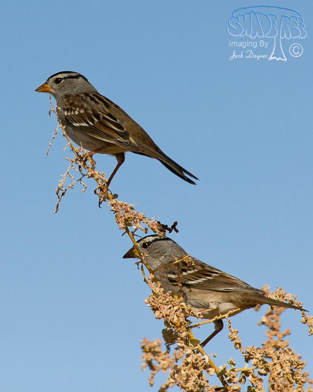 White-Crowned Sparrow - Zonotrichia leucophrys